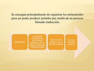 Se encargan principalmente de organizar los aminoácidos
para así poder producir prótidos por medio de un proceso
llamado traducción.
Ribosomas
Ensambla
aminoácidos
para formar
proteínas por un
proceso llamado
TRADUCCION
Ocurre en el
citosol o en el
RE de la célula
Es una
reacción
química
 