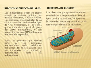 RIBOSOMAS MITOCONDRIALES.
Las mitocondrias tienen su propio
aparato de síntesis proteica que
incluye ribosomas, ARNt y ARNm.
Los ribosomas mitocondriales de las
células animales contienen dos tipos
de ARN ribosómicos, el 12s y 16s ,
que se transcriben a partir de genes
del ADN mitocondrial, y son
transcritos por una ARN polimerasa
mitocondrial especifica.
Todas las proteínas que forman
parte de los ribosomas
mitocondriales están codificados
por genes del núcleo celular, que
son traducidos en el citosol y
transportados hasta las
mitocondrias.
RIBOSOMA DE PLASTOS
Los ribosomas que aparecen en plastos
son similares a los procariotas. Son, al
igual que los procariotas, 70 S pero en
la subunidad mayor hay un ARNr de 4S
que es equivalente al 5s procariota.
IMAGEN IV Estructura De La Mitocondria.
 