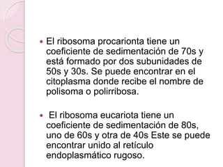  El ribosoma procarionta tiene un
coeficiente de sedimentación de 70s y
está formado por dos subunidades de
50s y 30s. Se puede encontrar en el
citoplasma donde recibe el nombre de
polisoma o polirribosa.
 El ribosoma eucariota tiene un
coeficiente de sedimentación de 80s,
uno de 60s y otra de 40s Este se puede
encontrar unido al retículo
endoplasmático rugoso.
 