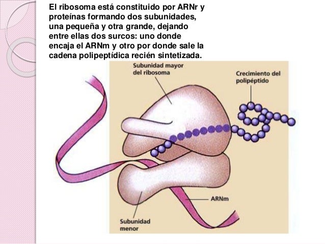 Ribosomas