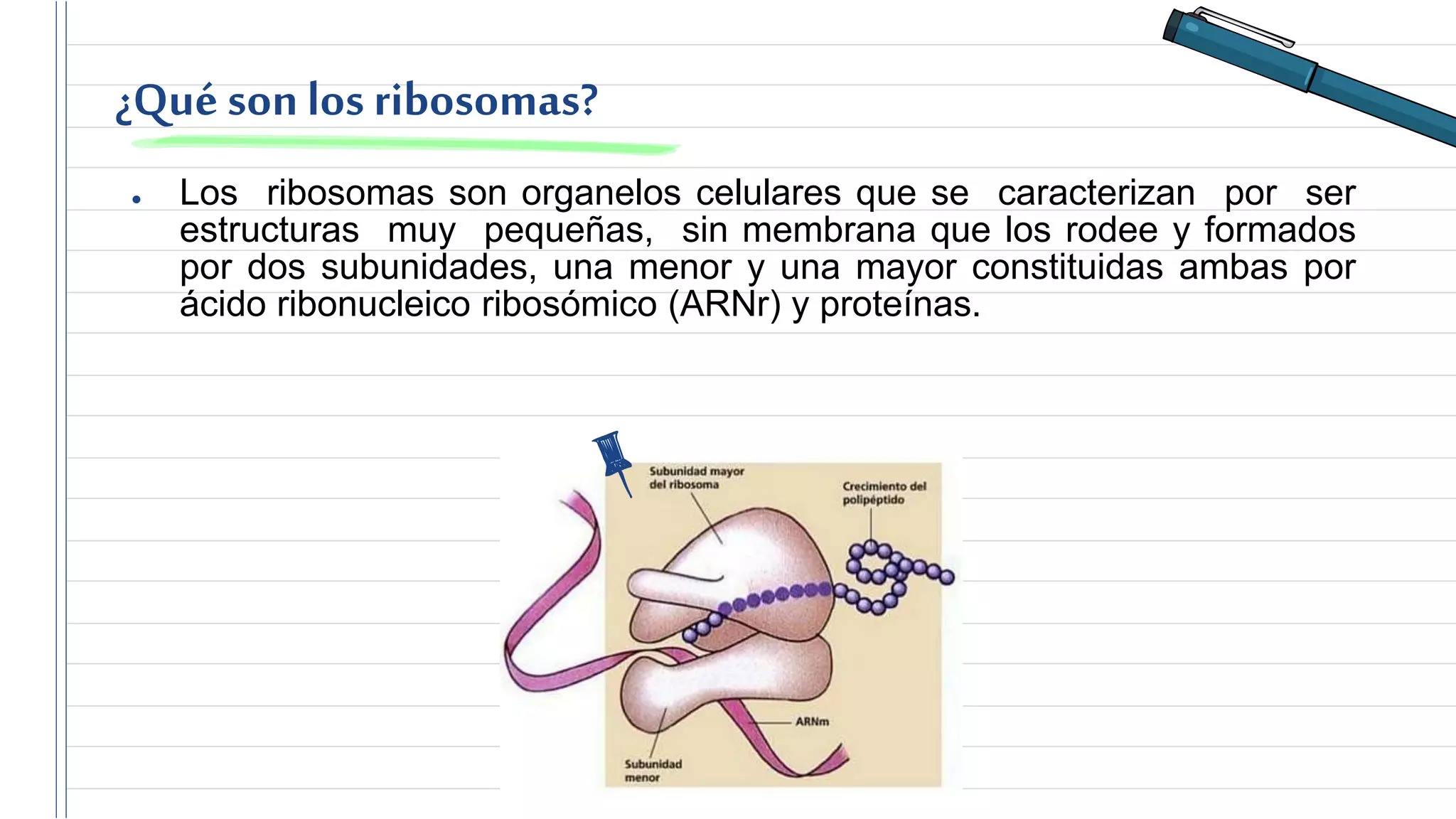 Ribosomas | PPTX