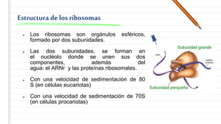 Ribosomas Pptx 