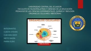 UNIVERSIDAD CENTRAL DEL ECUADOR
FACULATD DE FILOSOFÍA,LETRAS Y CIENCIAS DE LA EDUCACIÓN
PEDAGOGÍ DE LAS CIENCIAS EXPERIMENTALES, QUÍMICA Y BIOLOGÍA
ORGANELOS CELULARES: RIBOSOMAS
INTEGRANTES:
CUESTA STEVEN
CUICHÁN EDDY
NIETO NADIA
PARRA ELÍAS
RIBOSOMAS
 