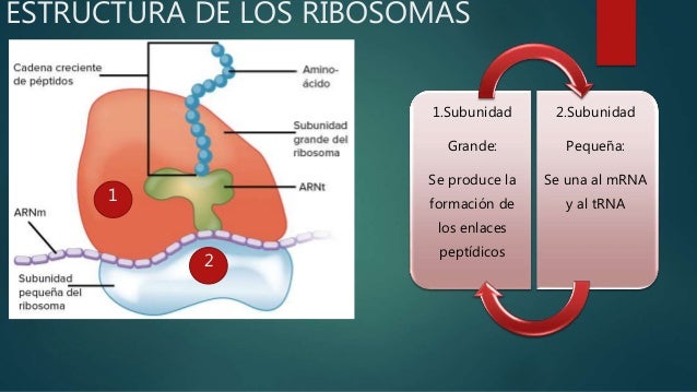 Ribosomas Estructura