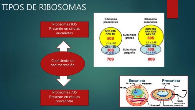 Que Es El Coeficiente De Sedimentacion De Los Ribosomas