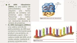 RIBOSOMAS EXPOSICION 1.1.pptx biología universidad. | PPTX