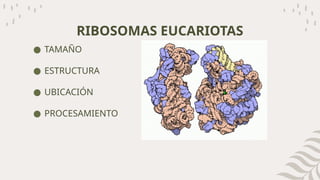 RIBOSOMAS EXPOSICION 1.1.pptx biología universidad. | PPTX