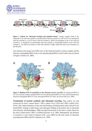 Structure and function of the ribosome | PDF