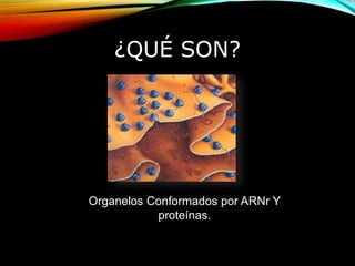 ¿QUÉ SON?
Organelos Conformados por ARNr Y
proteínas.