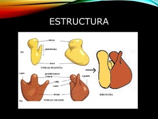 ESTRUCTURA