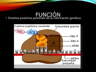 FUNCIÓN• Sintetiza proteínas partiendo de la información genética