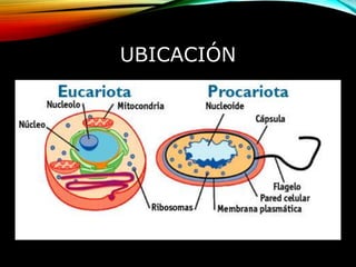 UBICACIÓN