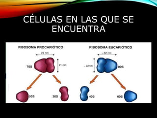 CÉLULAS EN LAS QUE SE
ENCUENTRA
