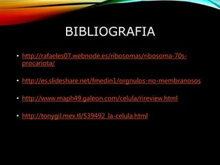 BIBLIOGRAFIA
• http://rafaeles07.webnode.es/ribosomas/ribosoma-70s-
procariota/
• http://es.slideshare.net/fmedin1/orgnulos-no-membranosos
• http://www.maph49.galeon.com/celula/rireview.html
• http://tonygil.mex.tl/539492_la-celula.html