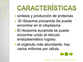  síntesis y producción de proteínas
 El ribosoma procariota Se puede
encontrar en el citoplasma
 El ribosoma eucariota se puede
encontrar unido al retículo
endoplasmático rugoso.
 el orgánulo más abundante, hay
varios millones por célula.
27/05/2018 Rafael Steven Alvear Guerrero MVZ-A 4
 