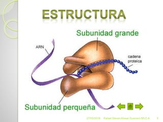 27/05/2018 Rafael Steven Alvear Guerrero MVZ-A 5
 
