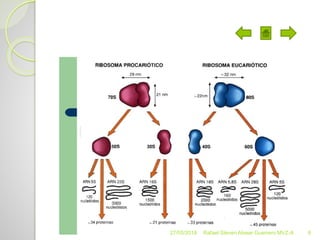 27/05/2018 Rafael Steven Alvear Guerrero MVZ-A 6
 