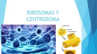 RIBOSOMAS Y
CENTROSOMA
 