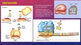 RIBOSOMAS Y SINTESIS DE PROTEINAS.pdf