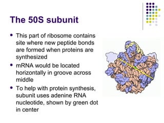 Ribosome | PPT