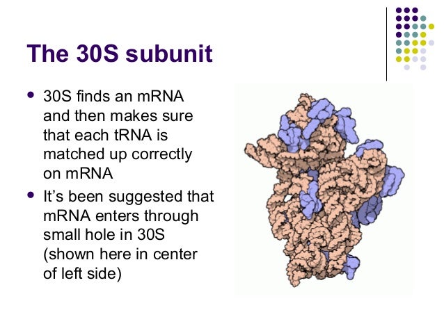 Ribosome ribosome