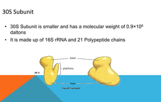 Ribosome | PPTX
