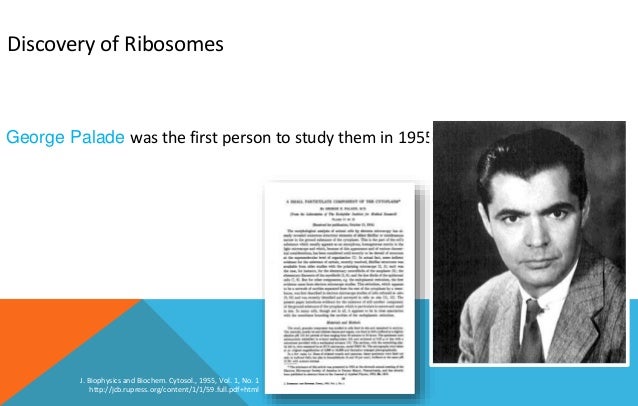 Ribosome
