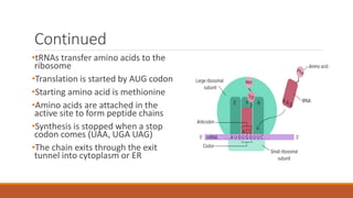 Continued
•tRNAs transfer amino acids to the
ribosome
•Translation is started by AUG codon
•Starting amino acid is methionine
•Amino acids are attached in the
active site to form peptide chains
•Synthesis is stopped when a stop
codon comes (UAA, UGA UAG)
•The chain exits through the exit
tunnel into cytoplasm or ER
 