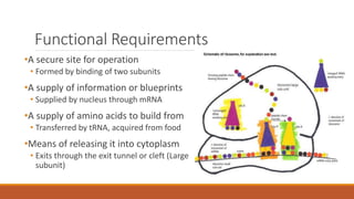 Functional Requirements
•A secure site for operation
• Formed by binding of two subunits
•A supply of information or blueprints
• Supplied by nucleus through mRNA
•A supply of amino acids to build from
• Transferred by tRNA, acquired from food
•Means of releasing it into cytoplasm
• Exits through the exit tunnel or cleft (Large
subunit)
 