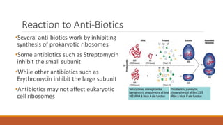 Reaction to Anti-Biotics
•Several anti-biotics work by inhibiting
synthesis of prokaryotic ribosomes
•Some antibiotics such as Streptomycin
inhibit the small subunit
•While other antibiotics such as
Erythromycin inhibit the large subunit
•Antibiotics may not affect eukaryotic
cell ribosomes
 