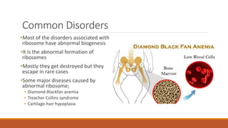 Common Disorders
•Most of the disorders associated with
ribosome have abnormal biogenesis
•It is the abnormal formation of
ribosomes
•Mostly they get destroyed but they
escape in rare cases
•Some major diseases caused by
abnormal ribosome;
• Diamond-Blackfan anemia
• Treacher Collins syndrome
• Cartilage-hair hypoplasia
 