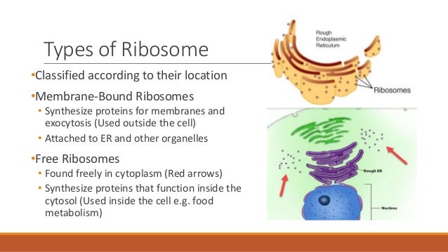 The Structure Of The Ribosome Functions Infographics