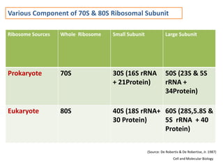 Various Component of 70S & 80S Ribosomal Subunit
Ribosome Sources Whole Ribosome Small Subunit Large Subunit
Prokaryote 70S 30S (16S rRNA
+ 21Protein)
50S (23S & 5S
rRNA +
34Protein)
Eukaryote 80S 40S (18S rRNA+
30 Protein)
60S (28S,5.8S &
5S rRNA + 40
Protein)
(Source: De Robertis & De Robertise, Jr. 1987)
Cell and Molecular Biology
 