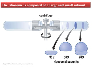 The ribosome is composed of a large and small subunit
 
