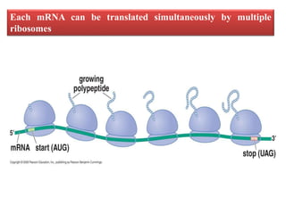 Each mRNA can be translated simultaneously by multiple
ribosomes
 