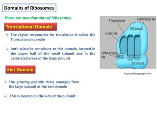 Domains of Ribosomes
There are two domains of Ribosomes
Translational Domain
 The region responsible for translation is called the
Translational domain
 Both subunits contribute to this domain, located in
the upper half of the small subunit and in the
associated areas of the large subunit
Exit Domain
 The growing peptide chain emerges from
the large subunit at the exit domain
 This is located on the side of the subunit
https://www.google.co.in
 