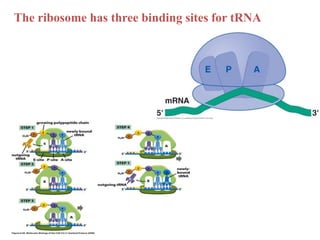 The ribosome has three binding sites for tRNA
 