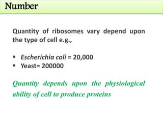 Number
Quantity of ribosomes vary depend upon
the type of cell e.g.,
 Escherichia coli = 20,000
 Yeast= 200000
Quantity depends upon the physiological
ability of cell to produce proteins
 