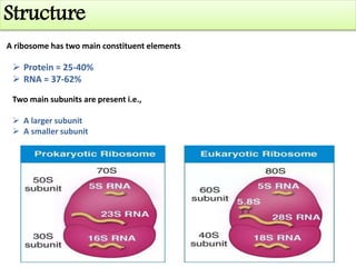 Structure
A ribosome has two main constituent elements
 Protein = 25-40%
 RNA = 37-62%
Two main subunits are present i.e.,
 A larger subunit
 A smaller subunit
 