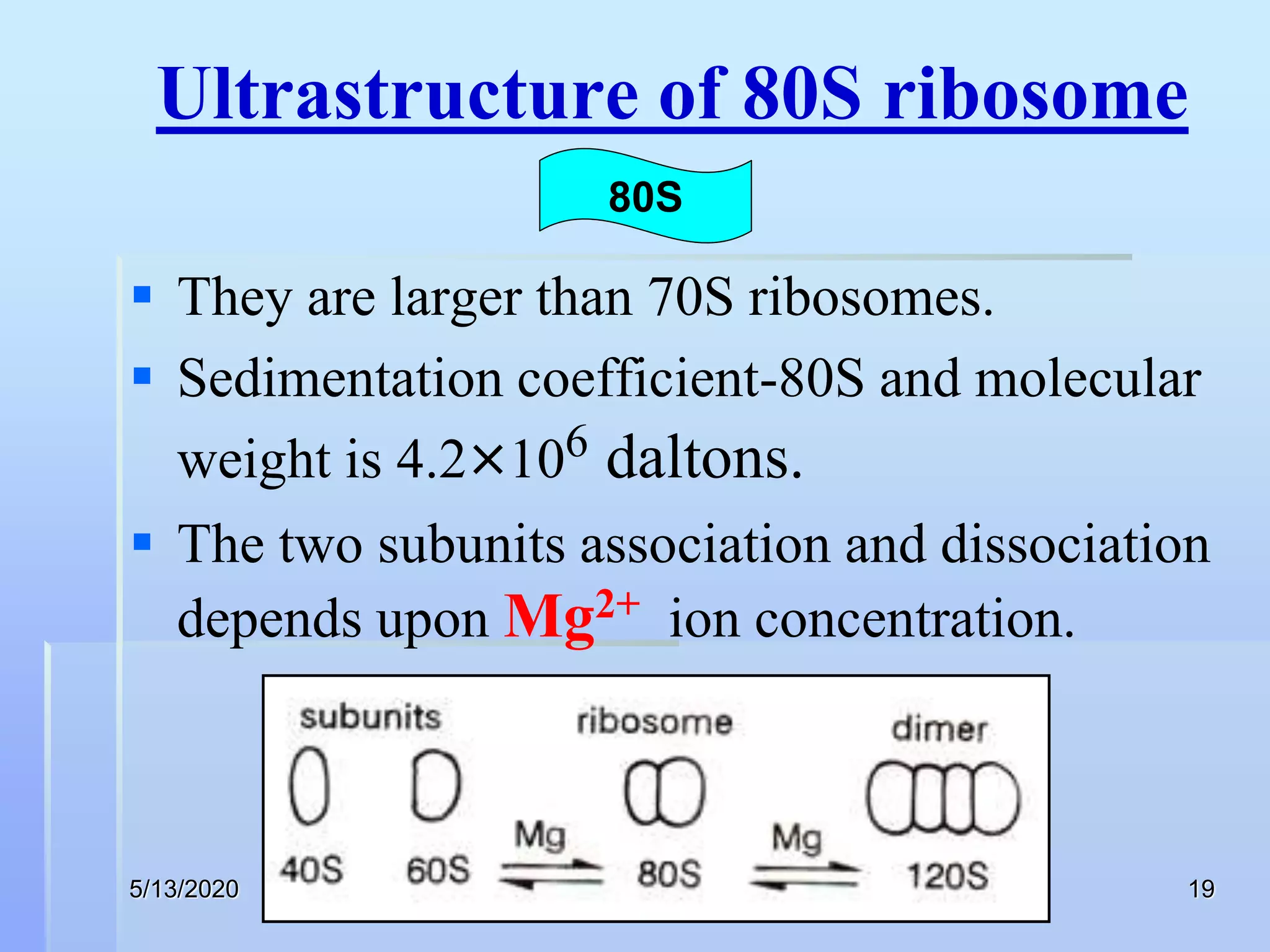 Ribosome by kk sahu sir | PPT
