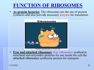 Ribosome by kk sahu sir | PPT