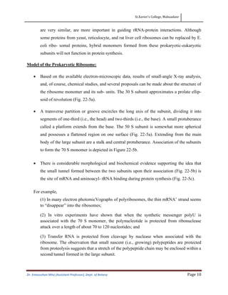 St.Xavier’s College, Mahuadanr
Dr. Emasushan Minj (Assistant Professor), Dept. of Botany Page 10
are very similar, are more important in guiding rRNA-protein interactions. Although
some proteins from yeast, reticulocyte, and rat liver cell ribosomes can be replaced by E.
coli ribo- somal proteins, hybrid monomers formed from these prokaryotic-eukaryotic
subunits will not function in protein synthesis.
Model of the Prokaryotic Ribosome:
• Based on the available electron-microscopic data, results of small-angle X-ray analysis,
and, of course, chemical studies, and several proposals can be made about the structure of
the ribosome monomer and its sub- units. The 30 S subunit approximates a prolate ellip-
soid of revolution (Fig. 22-5a).
• A transverse partition or groove encircles the long axis of the subunit, dividing it into
segments of one-third (i.e., the head) and two-thirds (i.e., the base). A small protuberance
called a platform extends from the base. The 50 S subunit is somewhat more spherical
and possesses a flattened region on one surface (Fig. 22-5a). Extending from the main
body of the large subunit are a stalk and central protuberance. Association of the subunits
to form the 70 S monomer is depicted in Figure 22-5b.
• There is considerable morphological and biochemical evidence supporting the idea that
the small tunnel formed between the two subunits upon their association (Fig. 22-5b) is
the site of mRNA and aminoacyl- tRNA binding during protein synthesis (Fig. 22-5c).
For example,
(1) In many electron photomicVographs of polyribosomes, the thin mRNA’ strand seems
to “disappear” into the ribosomes;
(2) In vitro experiments have shown that when the synthetic messenger polyU is
associated with the 70 S monomer, the polynucleotide is protected from ribonuclease
attack over a length of about 70 to 120 nucleotides; and
(3) Transfer RNA is protected from cleavage by nuclease when associated with the
ribosome. The observation that small nascent (i.e., growing) polypeptides are protected
from proteolysis suggests that a stretch of the polypeptide chain may be enclosed within a
second tunnel formed in the large subunit.
 