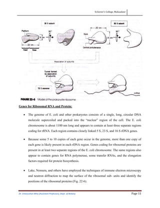 St.Xavier’s College, Mahuadanr
Dr. Emasushan Minj (Assistant Professor), Dept. of Botany Page 11
Genes for Ribosomal RNA and Protein:
• The genome of E. coli and other prokaryotes consists of a single, long, circular DNA
molecule supercoiled and packed into the “nuclear” region of the cell. The E. coli
chromosome is about 1100 nm long and appears to contain at least three separate regions
coding for rRNA. Each region contains closely linked 5 S, 23 S, and 16 S rDNA genes.
• Because some 5 to 10 copies of each gene occur in the genome, more than one copy of
each gene is likely present in each rDNA region. Genes coding for ribosomal proteins are
present in at least two separate regions of the E. coli chromosome. The same regions also
appear to contain genes for RNA polymerase, some transfer RNAs, and the elongation
factors required for protein biosynthesis.
• Lake, Nomura, and others have employed the techniques of immune electron microscopy
and neutron diffraction to map the surface of the ribosomal sub- units and identify the
positions of the ribosomal proteins (Fig. 22-6).
 