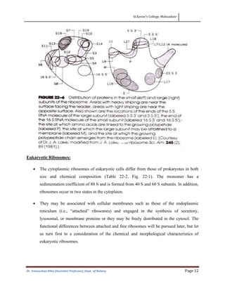 St.Xavier’s College, Mahuadanr
Dr. Emasushan Minj (Assistant Professor), Dept. of Botany Page 12
Eukaryotic Ribosomes:
• The cytoplasmic ribosomes of eukaryotic cells differ from those of prokaryotes in both
size and chemical composition (Table 22-2, Fig. 22-1). The monomer has a
sedimentation coefficient of 80 S and is formed from 40 S and 60 S subunits. In addition,
ribosomes occur in two states in the cytoplasm.
• They may be associated with cellular membranes such as those of the endoplasmic
reticulum (i.e., “attached” ribosomes) and engaged in the synthesis of secretory,
lysosomal, or membrane proteins or they may be freely distributed in the cytosol. The
functional differences between attached and free ribosomes will be pursued later, but let
us turn first to a consideration of the chemical and morphological characteristics of
eukaryotic ribosomes.
 