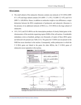 St.Xavier’s College, Mahuadanr
Dr. Emasushan Minj (Assistant Professor), Dept. of Botany Page 13
RNA Content:
• The small subunit of the eukaryotic ribosome contains one molecule of 18 S RNA (MW
0.7 x 106
) and large subunit contains 28 S (MW 1.7 x 106
), 5 S (MW 3.2×104
), and 5.8 S
(MW 5 x 1(H) RNAs. Hence, in addition to molecular weight or size differences, a major
distinction between the RNA complements of prokaryotic and eukaryotic ribosomes is
the presence of an additional molecule of RNA (i.e., 5.8 S RNA) in the large subunit of
eukaryotes.
• 18 S, 5.8 S, and 28 S rRNAs are the transcription products of closely linked genes in the
chromosomes of the nucleolar organizing region (NOR) of the cell nucleus. Considerable
redundancy exists as hundreds, perhaps even thousands, of copies of these rRNA genes
are believed to be present (see Table 22-3). The genes for 5 S RNA are not present in the
NOR but occur elsewhere in the nucleus. Consequently, unlike prokaryotes in which the
5 S RNA genes are linked to the genes for other rRNAs, the 5 S RNA genes of
eukaryotes occur separately in the nucleus.
 