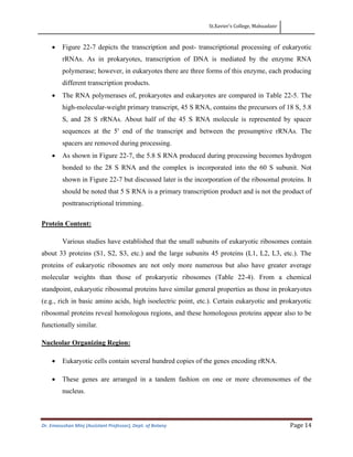 St.Xavier’s College, Mahuadanr
Dr. Emasushan Minj (Assistant Professor), Dept. of Botany Page 14
• Figure 22-7 depicts the transcription and post- transcriptional processing of eukaryotic
rRNAs. As in prokaryotes, transcription of DNA is mediated by the enzyme RNA
polymerase; however, in eukaryotes there are three forms of this enzyme, each producing
different transcription products.
• The RNA polymerases of, prokaryotes and eukaryotes are compared in Table 22-5. The
high-molecular-weight primary transcript, 45 S RNA, contains the precursors of 18 S, 5.8
S, and 28 S rRNAs. About half of the 45 S RNA molecule is represented by spacer
sequences at the 5′ end of the transcript and between the presumptive rRNAs. The
spacers are removed during processing.
• As shown in Figure 22-7, the 5.8 S RNA produced during processing becomes hydrogen
bonded to the 28 S RNA and the complex is incorporated into the 60 S subunit. Not
shown in Figure 22-7 but discussed later is the incorporation of the ribosomal proteins. It
should be noted that 5 S RNA is a primary transcription product and is not the product of
posttranscriptional trimming.
Protein Content:
Various studies have established that the small subunits of eukaryotic ribosomes contain
about 33 proteins (S1, S2, S3, etc.) and the large subunits 45 proteins (L1, L2, L3, etc.). The
proteins of eukaryotic ribosomes are not only more numerous but also have greater average
molecular weights than those of prokaryotic ribosomes (Table 22-4). From a chemical
standpoint, eukaryotic ribosomal proteins have similar general properties as those in prokaryotes
(e.g., rich in basic amino acids, high isoelectric point, etc.). Certain eukaryotic and prokaryotic
ribosomal proteins reveal homologous regions, and these homologous proteins appear also to be
functionally similar.
Nucleolar Organizing Region:
• Eukaryotic cells contain several hundred copies of the genes encoding rRNA.
• These genes are arranged in a tandem fashion on one or more chromosomes of the
nucleus.
 