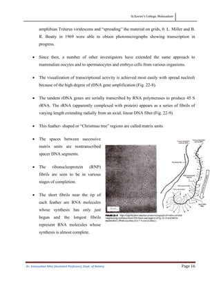 St.Xavier’s College, Mahuadanr
Dr. Emasushan Minj (Assistant Professor), Dept. of Botany Page 16
amphibian Triturus viridescens and “spreading” the material on grids, 0. L. Miller and B.
R. Beatty in 1969 were able to obtain photomicrographs showing transcription in
progress.
• Since then, a number of other investigators have extended the same approach to
mammalian oocytes and to spermatocytes and embryo cells from various organisms.
• The visualization of transcriptional activity is achieved most easily with spread nucleoli
because of the high degree of rDNA gene amplification (Fig. 22-8).
• The tandem rDNA genes are serially transcribed by RNA polymerases to produce 45 S
rRNA. The rRNA (apparently complexed with protein) appears as a series of fibrils of
varying length extending radially from an axial, linear DNA fiber (Fig. 22-9).
• This feather- shaped or “Christmas tree” regions are called matrix units.
• The spaces between successive
matrix units are nontranscribed
spacer DNA segments.
• The ribonucleoprotein (RNP)
fibrils are seen to be in various
stages of completion.
• The short fibrils near the tip of
each feather are RNA molecules
whose synthesis has only just
begun and the longest fibrils
represent RNA molecules whose
synthesis is almost complete.
 