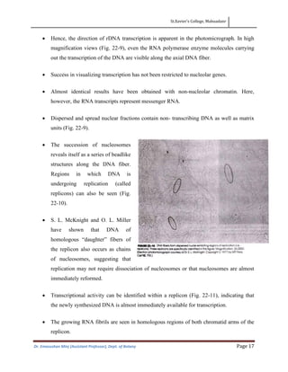 St.Xavier’s College, Mahuadanr
Dr. Emasushan Minj (Assistant Professor), Dept. of Botany Page 17
• Hence, the direction of rDNA transcription is apparent in the photomicrograph. In high
magnification views (Fig. 22-9), even the RNA polymerase enzyme molecules carrying
out the transcription of the DNA are visible along the axial DNA fiber.
• Success in visualizing transcription has not been restricted to nucleolar genes.
• Almost identical results have been obtained with non-nucleolar chromatin. Here,
however, the RNA transcripts represent messenger RNA.
• Dispersed and spread nuclear fractions contain non- transcribing DNA as well as matrix
units (Fig. 22-9).
• The succession of nucleosomes
reveals itself as a series of beadlike
structures along the DNA fiber.
Regions in which DNA is
undergoing replication (called
replicons) can also be seen (Fig.
22-10).
• S. L. McKnight and O. L. Miller
have shown that DNA of
homologous “daughter” fibers of
the replicon also occurs as chains
of nucleosomes, suggesting that
replication may not require dissociation of nucleosomes or that nucleosomes are almost
immediately reformed.
• Transcriptional activity can be identified within a replicon (Fig. 22-11), indicating that
the newly synthesized DNA is almost immediately available for transcription.
• The growing RNA fibrils are seen in homologous regions of both chromatid arms of the
replicon.
 