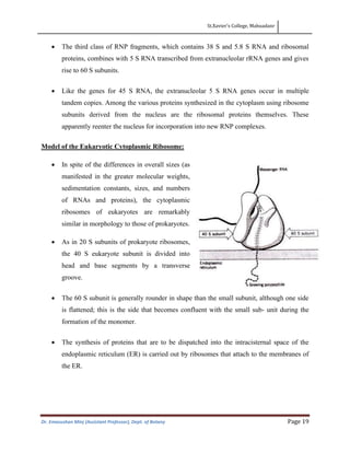 St.Xavier’s College, Mahuadanr
Dr. Emasushan Minj (Assistant Professor), Dept. of Botany Page 19
• The third class of RNP fragments, which contains 38 S and 5.8 S RNA and ribosomal
proteins, combines with 5 S RNA transcribed from extranucleolar rRNA genes and gives
rise to 60 S subunits.
• Like the genes for 45 S RNA, the extranucleolar 5 S RNA genes occur in multiple
tandem copies. Among the various proteins synthesized in the cytoplasm using ribosome
subunits derived from the nucleus are the ribosomal proteins themselves. These
apparently reenter the nucleus for incorporation into new RNP complexes.
Model of the Eukaryotic Cytoplasmic Ribosome:
• In spite of the differences in overall sizes (as
manifested in the greater molecular weights,
sedimentation constants, sizes, and numbers
of RNAs and proteins), the cytoplasmic
ribosomes of eukaryotes are remarkably
similar in morphology to those of prokaryotes.
• As in 20 S subunits of prokaryote ribosomes,
the 40 S eukaryote subunit is divided into
head and base segments by a transverse
groove.
• The 60 S subunit is generally rounder in shape than the small subunit, although one side
is flattened; this is the side that becomes confluent with the small sub- unit during the
formation of the monomer.
• The synthesis of proteins that are to be dispatched into the intracisternal space of the
endoplasmic reticulum (ER) is carried out by ribosomes that attach to the membranes of
the ER.
 