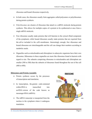 St.Xavier’s College, Mahuadanr
Dr. Emasushan Minj (Assistant Professor), Dept. of Botany Page 3
ribosomes and bound ribosomes respectively.
• In both cases, the ribosomes usually form aggregates called polysomes or polyribosomes
during protein synthesis.
• Polyribosomes are clusters of ribosomes that attach to a mRNA molecule during protein
synthesis. This allows for multiple copies of a protein to be synthesized at once from a
single mRNA molecule.
• Free ribosomes usually make proteins that will function in the cytosol (fluid component
of the cytoplasm), while bound ribosomes usually make proteins that are exported from
the cell or included in the cell's membranes. Interestingly enough, free ribosomes and
bound ribosomes are interchangeable and the cell can change their numbers according to
metabolic needs.
• Organelles such as mitochondria and chloroplasts in eukaryotic organisms have their own
ribosomes. Ribosomes in these organelles are more like ribosomes found in bacteria with
regard to size. The subunits comprising ribosomes in mitochondria and chloroplasts are
smaller (30S to 50S) than the subunits of ribosomes found throughout the rest of the cell
(40S to 60S).
Ribosomes and Protein Assembly
• Protein synthesis occurs by the processes
of transcription and translation.
• In transcription, the genetic code contained
within DNA is transcribed into
an RNA version of the code known as
messenger RNA (mRNA).
• The mRNA transcript is transported from the
nucleus to the cytoplasm where it undergoes
translation.
 